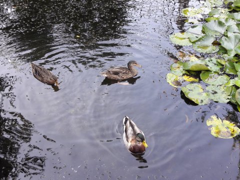 20180920105412-181003-0_pl